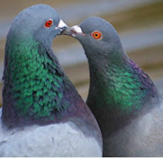 Pombos